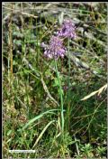 Allium carinatum subsp. pulchellum